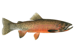 cutthroat trout
